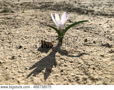 Flowering Of Colchicium (lat. - Colchicum Ritchii) In The Winter In The Negev Desert