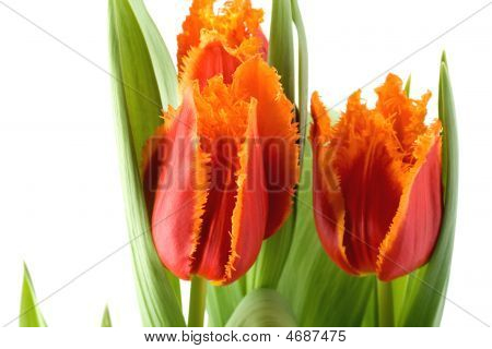 Tulipány