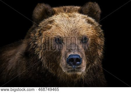 Front View Of Brown Bear Isolated On Black Background. Portrait Of Kamchatka Bear (ursus Arctos Beri
