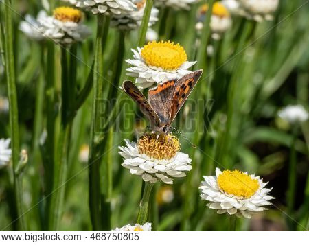 The Small, American Or Common Copper (lycaena Phlaeas). The Upperside Forewings Are A Bright Orange 