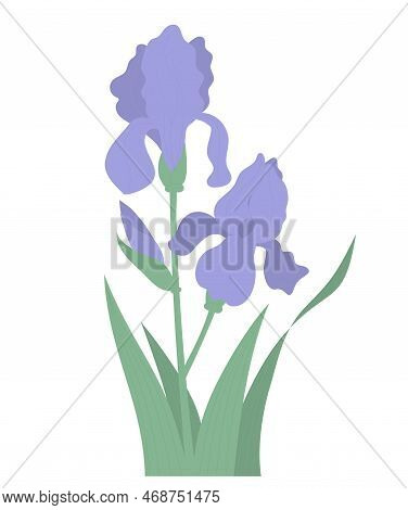 Flower Blooming Iris With Bud And Leaves. Vector Illustration. Beautiful Purple Summer Garden Flower