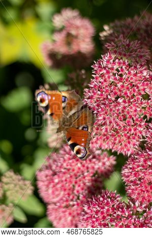 A Peacock Butterfly Is Eating On A Pink Sedum Flower - Hare Cabbage. A Flowerbed With Flowers Pollin