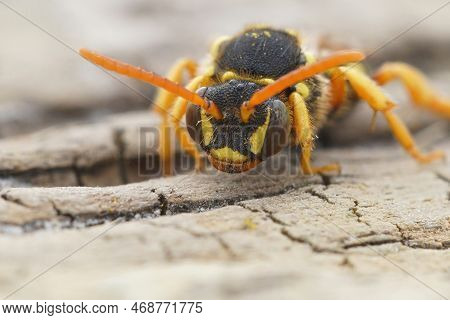 Detailed Facial Close Up View Of Somewhat Threatening Gooden's Nomad Bee , Nomada Goodeniana