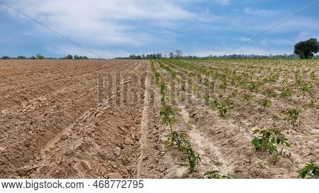 Rows Of Soil Before Planting And Rows Of Young Cassava Plant In Countryside Farmland . Baby Cassava 