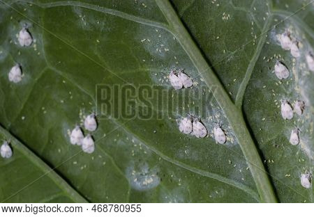 Whitefly Aleyrodes Proletella Agricultural Pest On Cabbage Leaf.