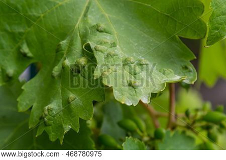 Grapevine Leaves With Erinosis, A Disease Of The Mite Colomerus Vitis