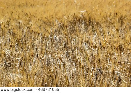 Grains On The Field, Redy For Harvest, Golden Wheat In The Sun. Fields Full Of Cereals. Golden Ripe 