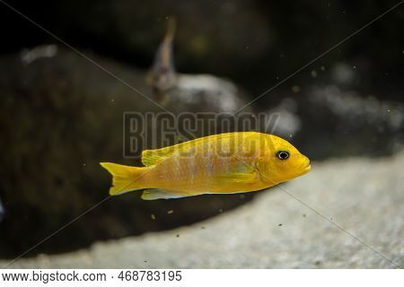 Poprtrait Of Malawi Cichlid, Freshwater Fish In Aquarium.