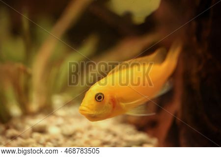 Poprtrait Of Malawi Cichlid, Freshwater Fish In Aquarium.