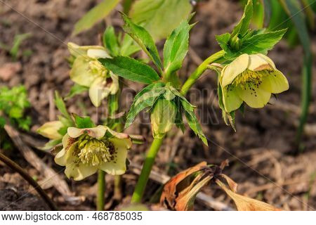 Green Hellebore Flower On Flowerbed In Garden