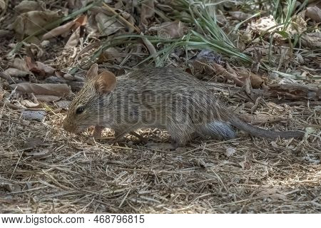 A Field Mouse Foraging For Food In The Dry African Savanna In Tanzania.