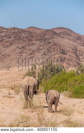 Closeup Of Two African Desert Elephant - Loxodonta Africana- Wandering In The Desert In North Wester