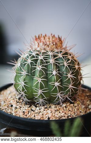 Close Up Melo Cactus In Planting Pot