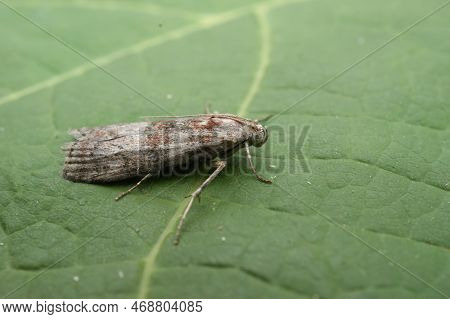 Closeup On The Small Dotted Oak Knot-horn Moth Phycita Roborella Sitting On A Green Leaf