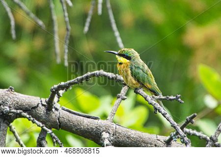 Various Very Beautiful Colorful Birds In Africa