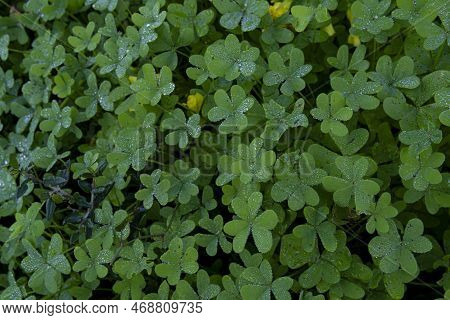 Close-up Of Green Clovers With Dewdrops, Marsilea Quadrifolia, On The Island Of Mallorca, Spain