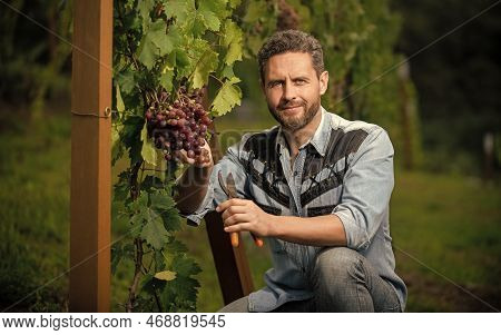 Grapevine Cut By Oenologist With Scissors, Vitamin