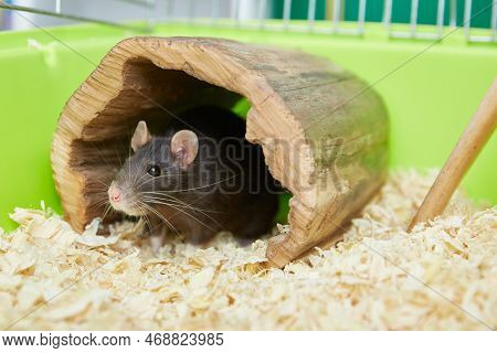 Domestic Rat In A Wooden House Close-up.