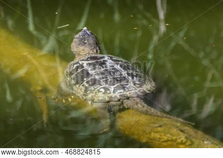 A Soft Shell Turtle Sitting On Wood In Green Water In A Zoo At A Sunny Day In Summer.