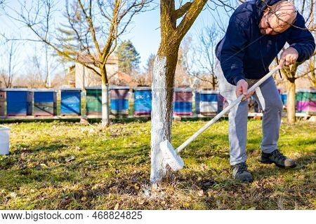 Farmer Use Brush, Whitewashing Fruit Trunk As Method Of Heat Protection Of Sun, Slows Down Vegetatio