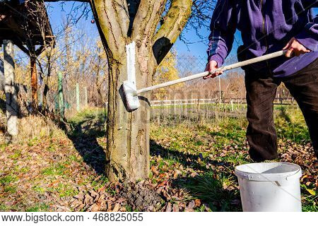 Farmer Use Brush, Whitewashing Fruit Trunk As Method Of Heat Protection Of Sun, Slows Down Vegetatio