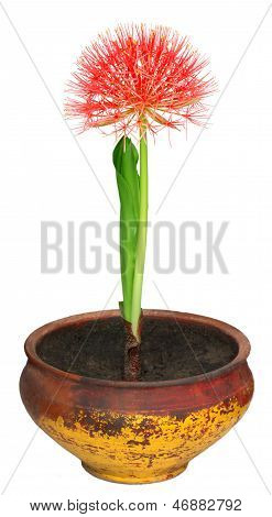 Fireball lily on a clay pot