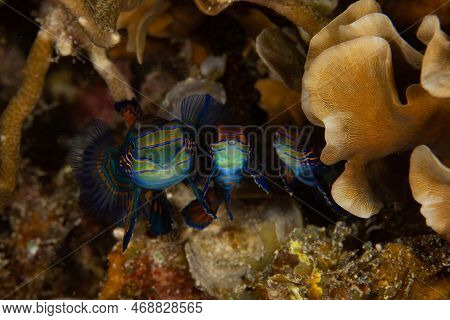 Three Mandarinfish (synchiropus Splendidus) On A Coral Reef In Raja Ampat, Indonesia.