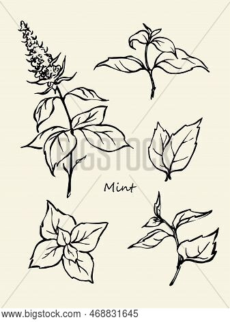 Hand Drawn Mint Leaves Collection Black And White Outline Vector Illustration Set