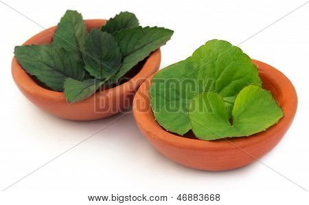 Medicinal thankuni and tulsi leaves