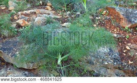 Plant With Fluffy Green Fragrant Leaves Ferula Communis Close Up. Plants In The Mountains Of Spain
