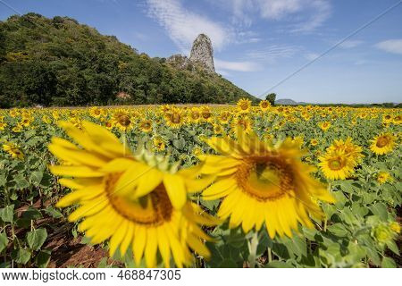 Thailand Lopburi Sunflower Field