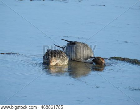 A Pair Of Northern Pintail Ducks, Male And Female, Foraging Through The Shallow Waters For Aquatic P