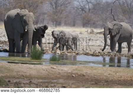 Group Of African Elephant (loxodonta Africana) At A Waterhole In Etosha National Park, Namibia