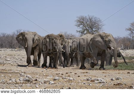 Group Of African Elephant (loxodonta Africana) At A Waterhole In Etosha National Park, Namibia