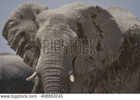 African Elephants (loxodonta Africana) At A Crowded Waterhole In Etosha National Park, Namibia