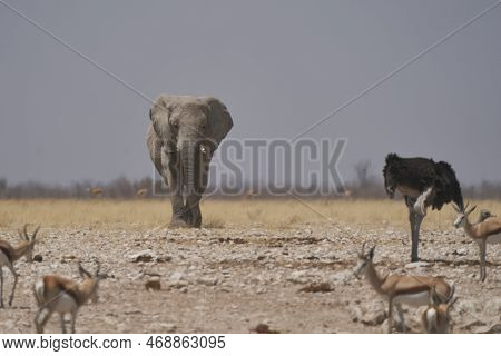 African Elephant (loxodonta Africana) Approaching A Waterhole In Etosha National Park, Namibia