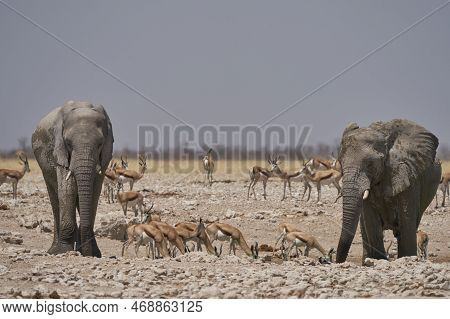 African Elephant (loxodonta Africana) Drinking At A Waterhole In Etosha National Park, Namibia