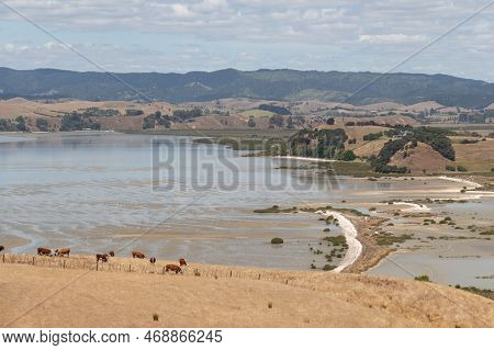 The View Of Picturesque Landscape With Cows On A Slope, Sea And Hills On Background In A Sunny Day, 