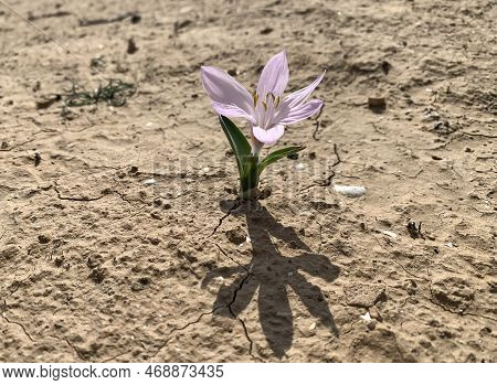Flowering Of Colchicium (lat. - Colchicum Ritchii) In The Winter In The Negev Desert