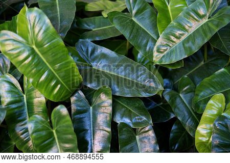 Close Up On Cute Heart Shaped Leaves Of Heart Leaf Philodendron Philodendron Scandens, Sweetheart Pl