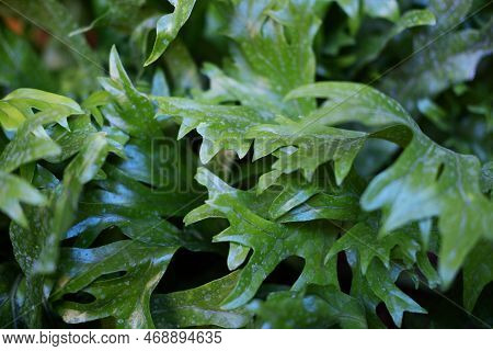 Close Up On Cute Heart Shaped Leaves Of Heart Leaf Philodendron Philodendron Scandens, Sweetheart Pl