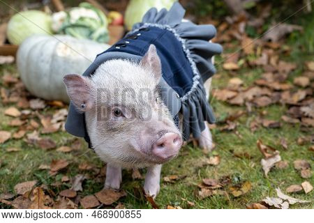 White Mini Pig In A Smart Suit Posing On An Autumn Background