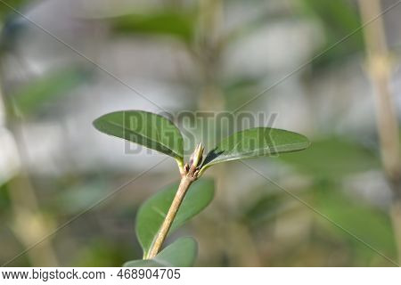Oval-leaved Privet Branch With Leaves In The Winter