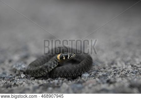 A Grass Snake Is Curled On The Ground, Moscow, Russia