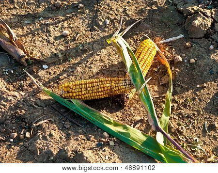 Ha z Indian Corn w złote światło i piękne Landscapeats