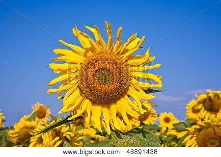 Zonnebloemen In het veld