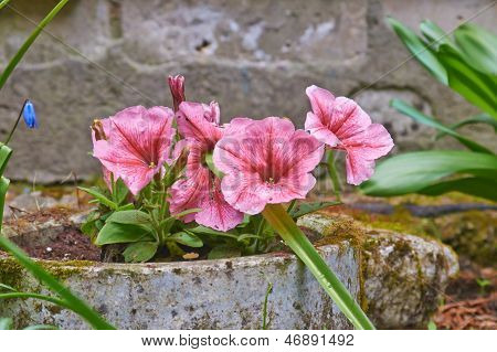 春天的花朵
