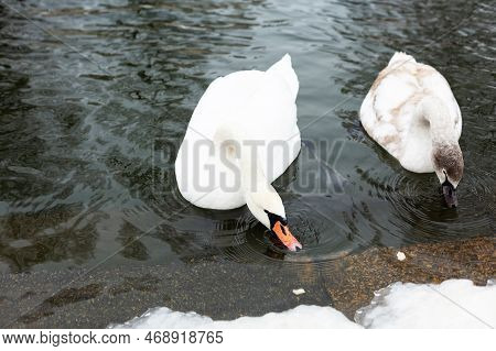 Adult And Young Swans Feed Near The River Bank In Winter In The City. People Feed Birds. Wild Swans 
