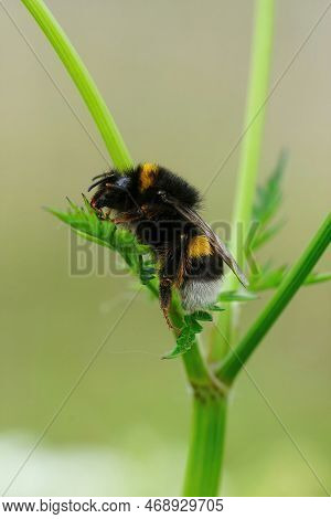 Natural Detailed Vertical Closeup On A Queen Buff-tailed Or Large Earth Bumblebee, Bombus Terrestris