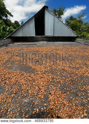 Cocoa Pods Drying On Barge At Cocoa Farm..